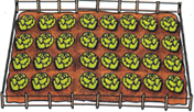  4 x 8 salades